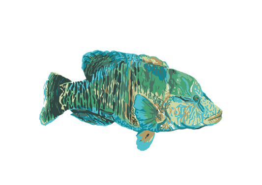 Designing The Red Sea Collection